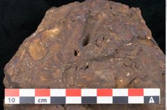 Foto (Detailansicht) von Sequoia novae zeelandiae Ettingshausen (NHMW-GEO-2024-0188-10199)